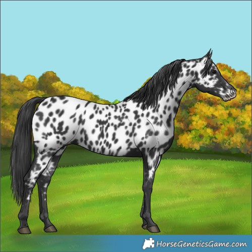 Horse Color:Black Appaloosa