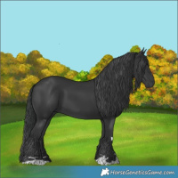 Horse Color:Black 