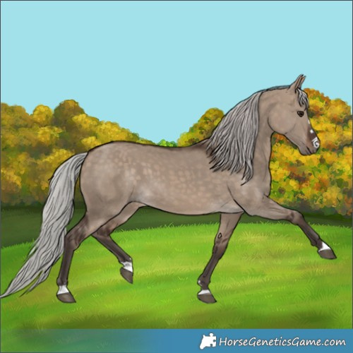 Horse Color:Silver Brown Dun 