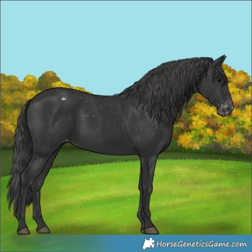 Horse Color:Black Appaloosa Rabicano