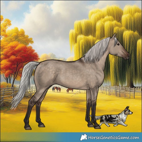 Horse Color:Silver Brown Dun