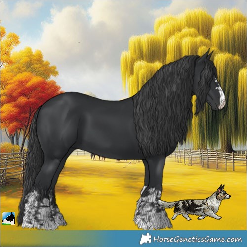 Horse Color:Black and Black