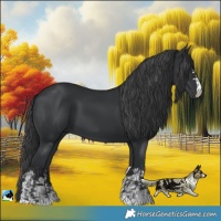 Horse Color:Black  and Black 