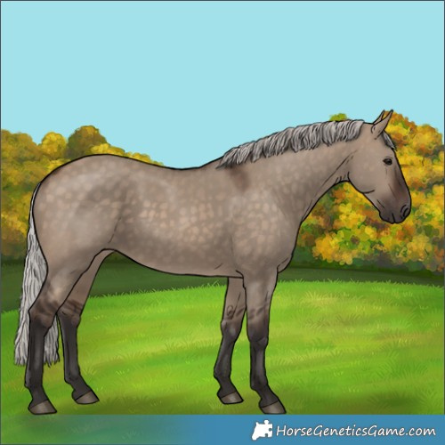 Horse Color:Silver Brown Dun 