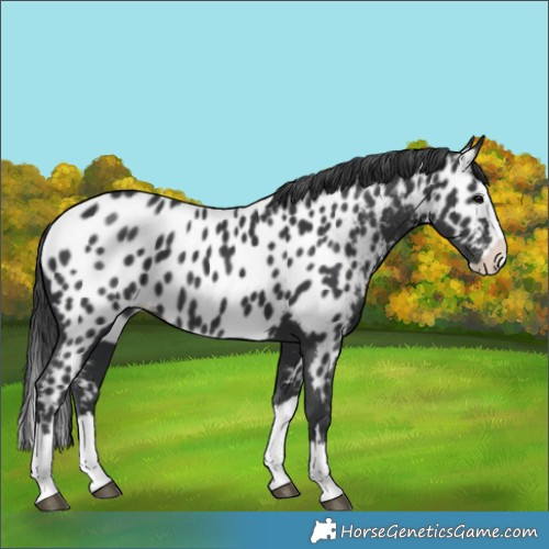 Horse Color:Black Splash Appaloosa