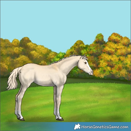 Horse Color:Palomino Dun Splash 