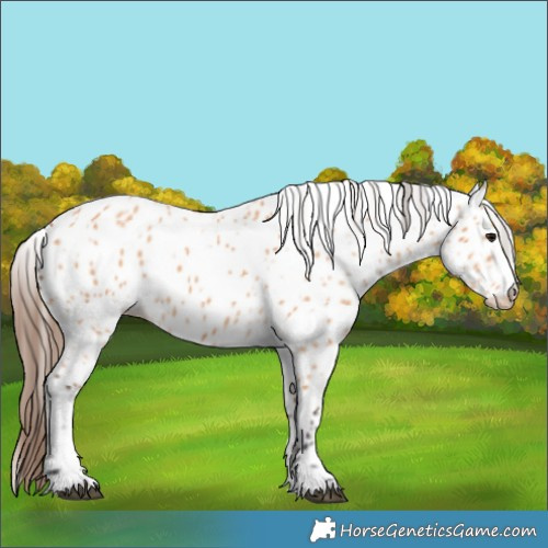 Horse Color:Bay Dun Leopard 