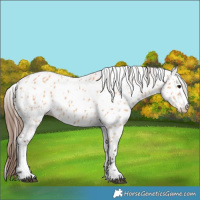 Horse Color:Bay Dun Leopard