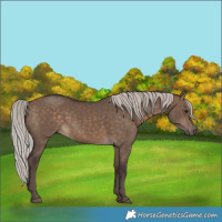 Horse Color:Silver Brown Dun 