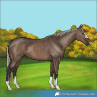 Horse Color:Silver Brown Dun 