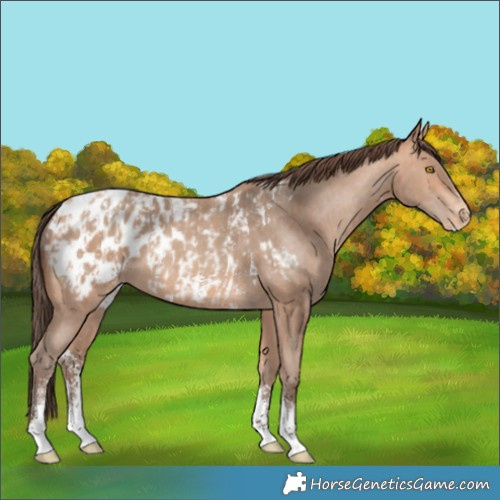 Horse Color:Amber Champagne Sabino Tobiano Appaloosa and Amber Champagne Sabino Tobiano Appaloosa