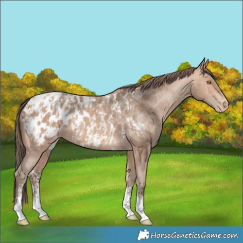 Horse Color:Amber Champagne Sabino Tobiano Appaloosa  and Amber Champagne Sabino Tobiano Appaloosa 