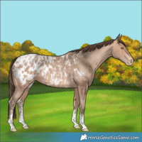 Horse Color:Amber Champagne Sabino Tobiano Appaloosa and Amber Champagne Sabino Tobiano Appaloosa