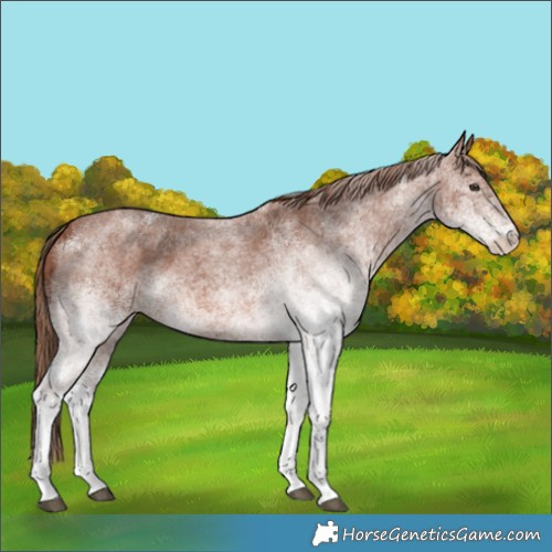 Horse Color:White Spotted Red Roan 