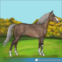 Horse Color:Silver Brown Dun 