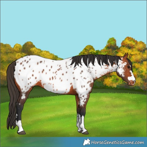 Horse Color:Bay Appaloosa 