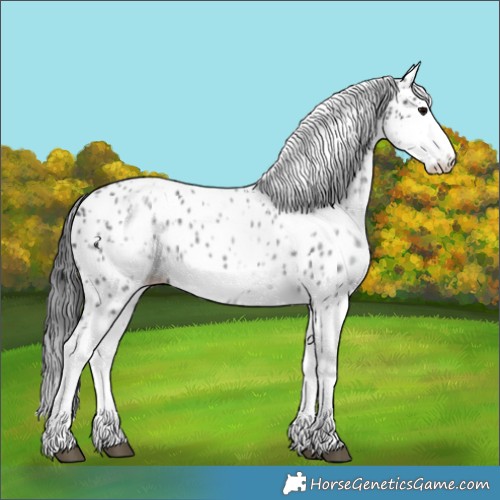 Horse Color:White Spotted Blue Roan Splash Frame Appaloosa