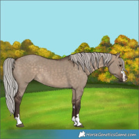 Horse Color:Silver Brown Dun 