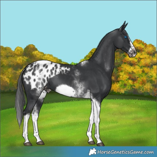 Horse Color:White Spotted Black Splash Tobiano Frame Appaloosa