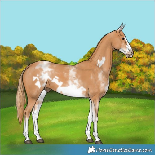 Horse Color:White Spotted Chestnut Frame