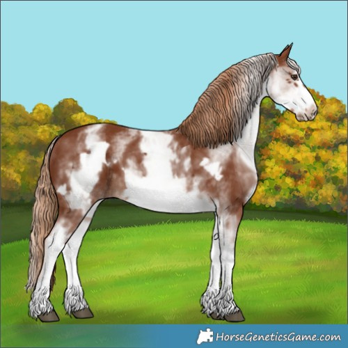 Horse Color:White Spotted Chestnut Frame