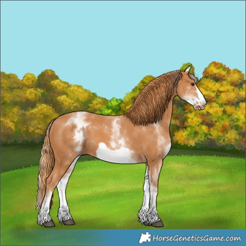 Horse Color:White Spotted Chestnut Frame