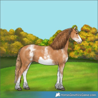 Horse Color:White Spotted Chestnut Frame 