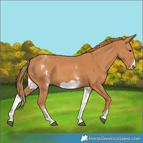 Horse Color:White Spotted Chestnut Frame 