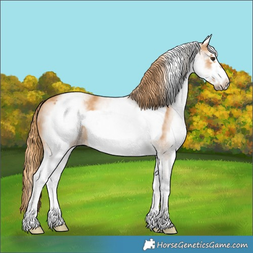 Horse Color:White Spotted Chestnut Frame