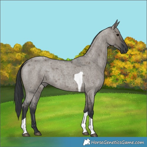 Horse Color:Grullo Roan Tobiano
