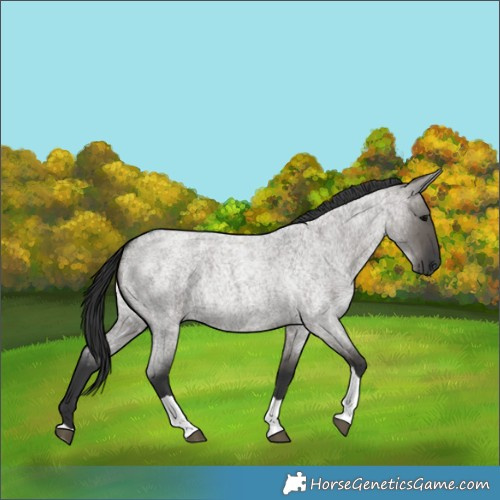 Horse Color:Grullo Roan Tobiano