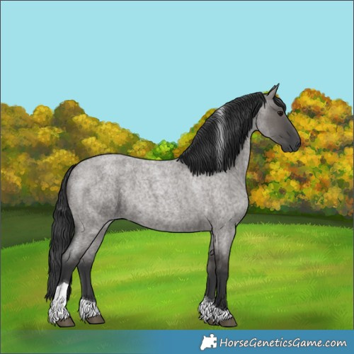 Horse Color:Grullo Roan Tobiano