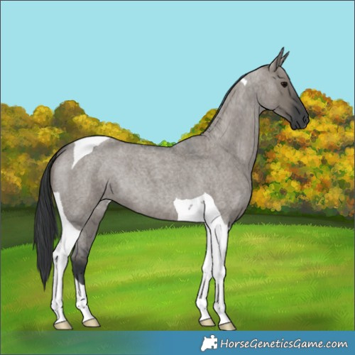 Horse Color:Grullo Roan Tobiano 
