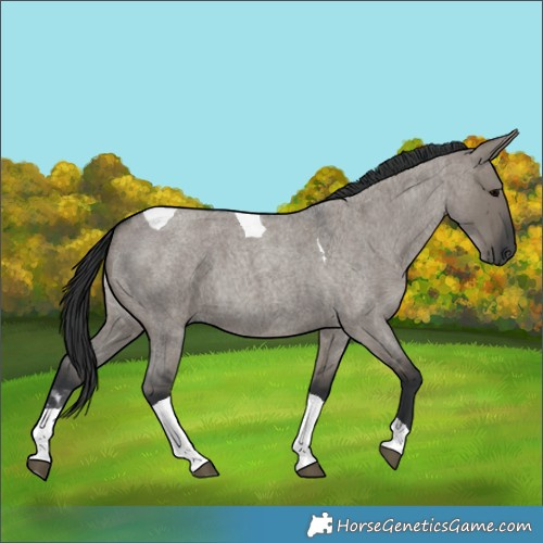 Horse Color:Grullo Roan Tobiano