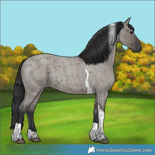 Horse Color:Grullo Roan Tobiano