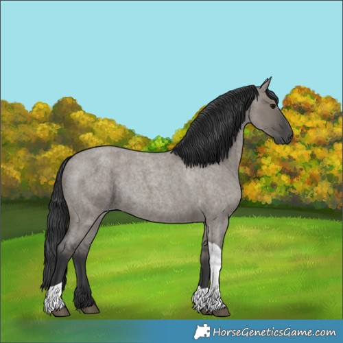 Horse Color:Grullo Roan Tobiano