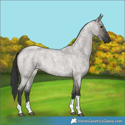 Horse Color:Grullo Roan Tobiano
