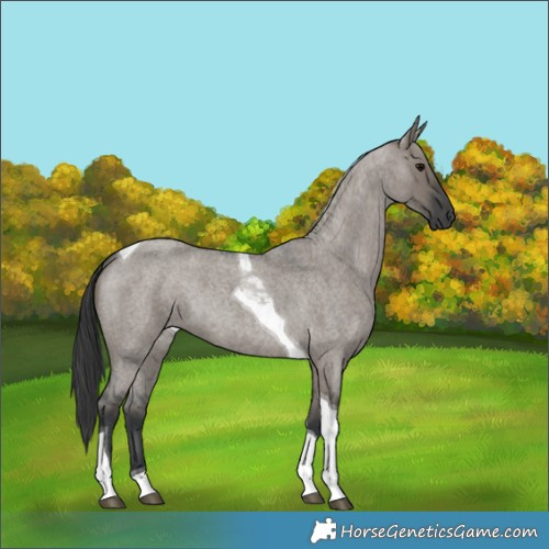 Horse Color:Grullo Roan Tobiano