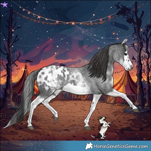 Horse Color:White Spotted Blue Roan Splash Frame Appaloosa 