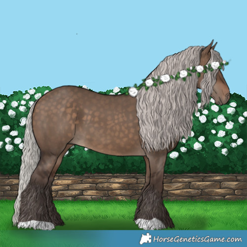 Horse Color:Silver Brown Dun 