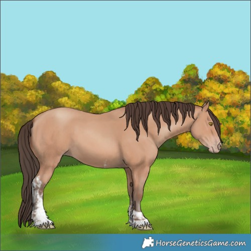 Horse Color:Amber Champagne Sabino Rabicano and Amber Champagne Sabino Tobiano Rabicano