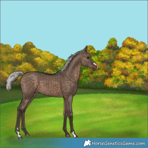 Horse Color:Silver Brown Dun 