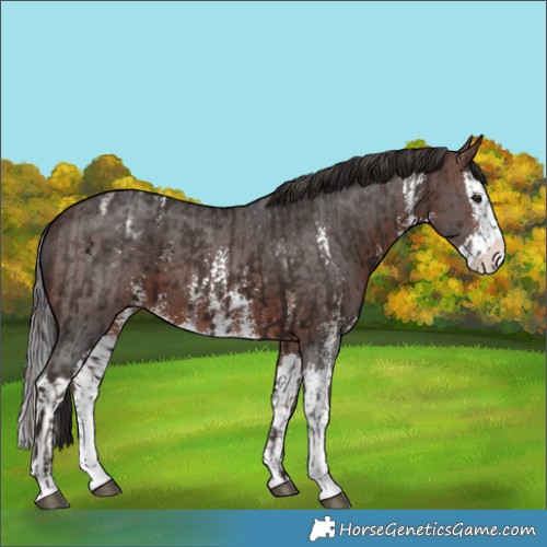 Horse Color:Liver Chestnut Sabino Splash Appaloosa  and Brown Sabino Splash Appaloosa 