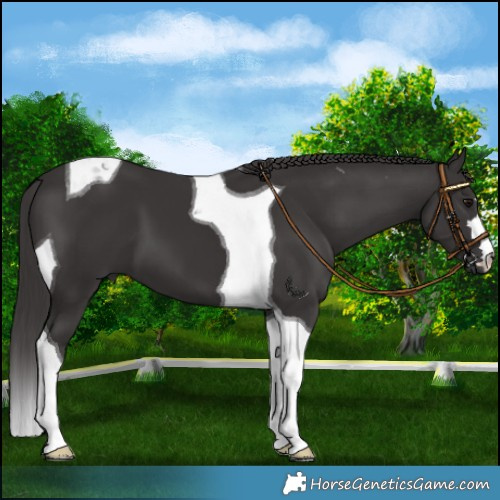 Horse Color:Smoky Black Tobiano 