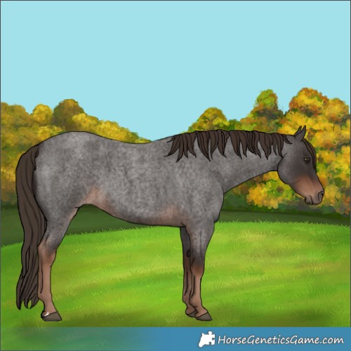 Horse Color:Liver Red Roan 