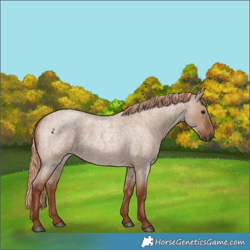Horse Color:Red Dun Roan 