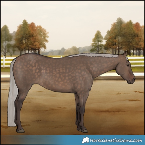 Horse Color:Silver Brown Dun