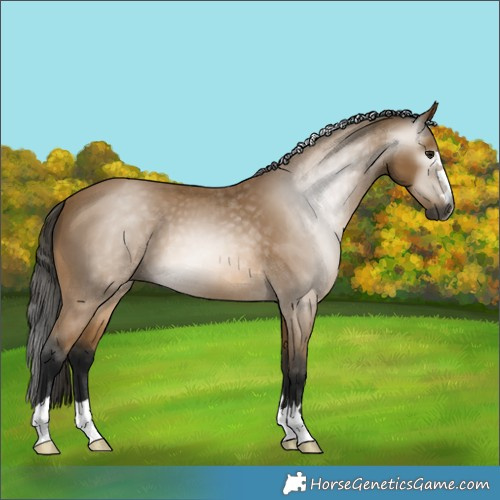 Horse Color:Gray Buckskin