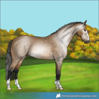 Horse Color:Gray Buckskin