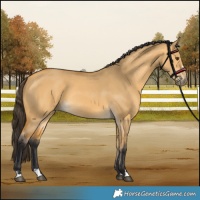 Horse Color:Buckskin Dun 